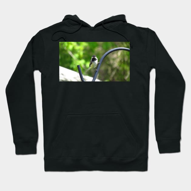 Black-capped Chickadee Staring Hoodie by BackyardBirder